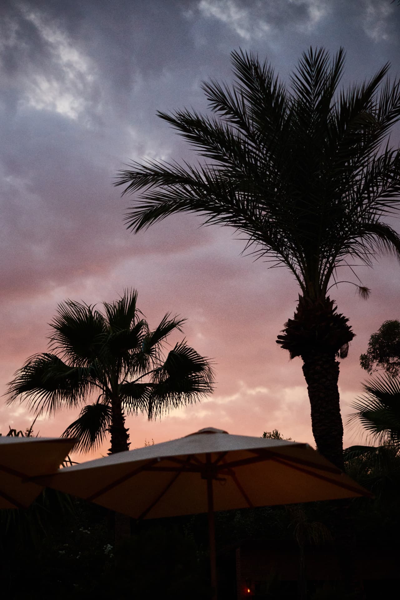 Palm silhouettes against a pink Marrakech sunset
