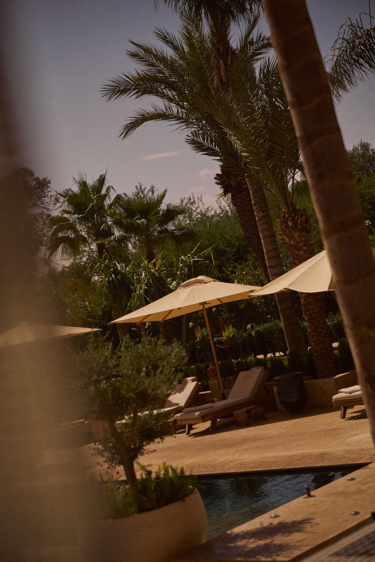 Sun loungers and parasols between the palm trees