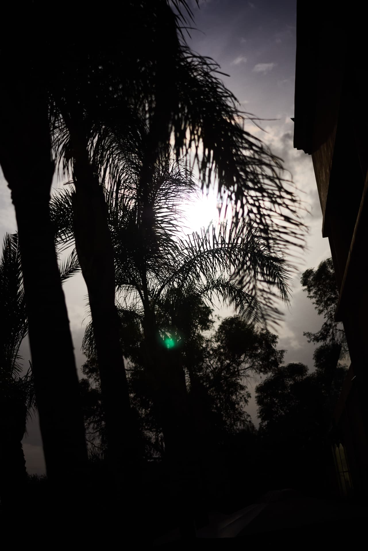 Moon shining through the palm fronds